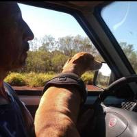   Hombre de 55 años Lobos