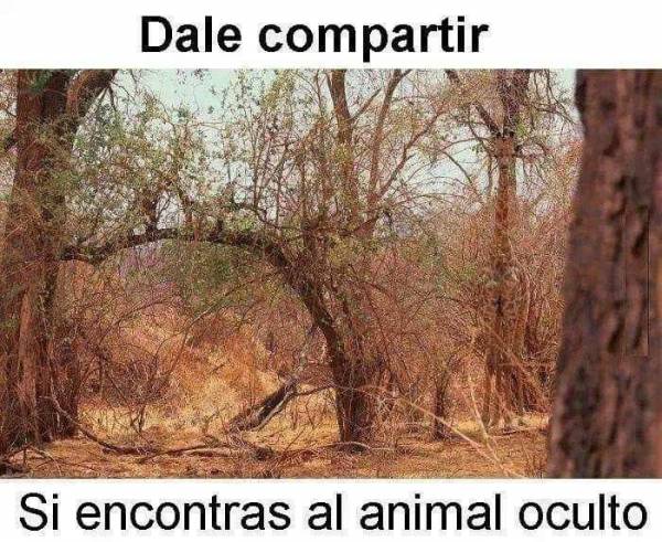 Encuentra el animal oculto | Encontrarse.com