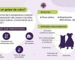 GOLPE de CALOR ¡Cuidemos a nuestras mascotas! ..: Esta nota es de los médicos veterinarios ante los fuertes calores de estamos sintiendo todos pero, en especial, nuestras mascotas.
Agust&ia GOLPE de CALOR ¡Cuidemos a nuestras mascotas! ..: Esta nota es de los médicos veterinarios ante los fuertes calores de estamos sintiendo todos pero, en especial, nuestras mascotas.
Agust&ia