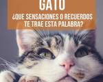 GATO ¿Qué sensaciones y recuerdos te trae esta palabra? ..: La pregunta de miércoles...
GATO ¿Qué sensaciones y recuerdos te trae esta palabra?
GATO ¿Qué sensaciones y recuerdos te trae esta palabra? ..: La pregunta de miércoles...
GATO ¿Qué sensaciones y recuerdos te trae esta palabra?