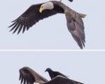 CURIOSIDADES ..: La única ave que se atreve a picotear un águila es el cuervo. Es capaz de sentarse sobre su espalda y muerde su cuello. Sin embargo, el águila no responde, ni lucha con el cuervo; CURIOSIDADES ..: La única ave que se atreve a picotear un águila es el cuervo. Es capaz de sentarse sobre su espalda y muerde su cuello. Sin embargo, el águila no responde, ni lucha con el cuervo;