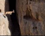 Si hay q dar el salto Hay q Darlo ..: Hay una cosa que IMPACTA de esta imagen ... No es el hecho de que esta cabra montesa esté a punto de dar un salto masivo, que si se hace mal, podría alterar el Si hay q dar el salto Hay q Darlo ..: Hay una cosa que IMPACTA de esta imagen ... No es el hecho de que esta cabra montesa esté a punto de dar un salto masivo, que si se hace mal, podría alterar el