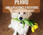 PERRO ¿Qué sensaciones, y recuerdos te trae esta palabra? ..: La pregunta de miércoles
PERRO ¿Qué sensaciones, pensamientos y recuerdos te trae esta palabra?
PERRO ¿Qué sensaciones, y recuerdos te trae esta palabra? ..: La pregunta de miércoles
PERRO ¿Qué sensaciones, pensamientos y recuerdos te trae esta palabra?