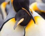 Dicen que... ..:
-Cuando un pingüino macho se enamora de un pingüino hembra, busca la piedra perfecta en toda la playa para regalársela. Cuando finalmente la encuentra, él se Dicen que... ..:
-Cuando un pingüino macho se enamora de un pingüino hembra, busca la piedra perfecta en toda la playa para regalársela. Cuando finalmente la encuentra, él se