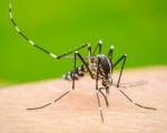 ATENCION: DENGUE Y CHIKUNGUNYA...CUIDADOS ..: El dengue es una enfermedad viral transmitida por la picadura del mosquito Aedes aegypti. Cuando el mosquito se alimenta con sangre de una persona in