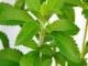 Ka’a-hée (hierba dulce) ..: Gracias Bet27, es una planta que nos brinda un importante auxilio para la salud. Hay que acostumbrarse al sabor porque es diferente al azúcar común, pero v