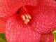 La leyenda del Copihue es una de las historias de amor y reconciliación más conmovedoras del Neuquén ancestral y la Patagonia. Narra el origen de la flor sagrada que florece en los densos bosques d