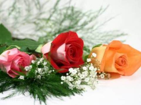 FELIZ PRIMAVERA !!!