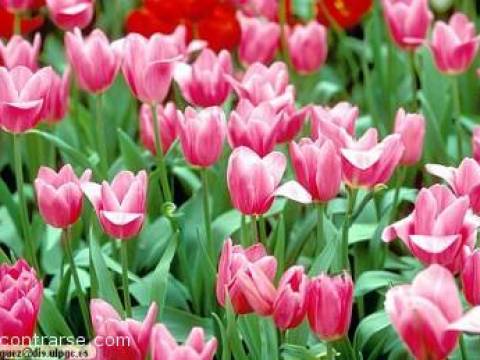 Un soplo de PRIMAVERA.-