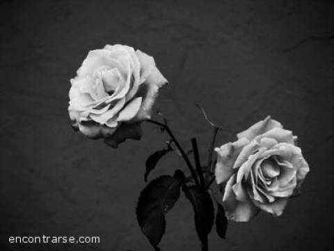 DOS SIMPLES ROSAS