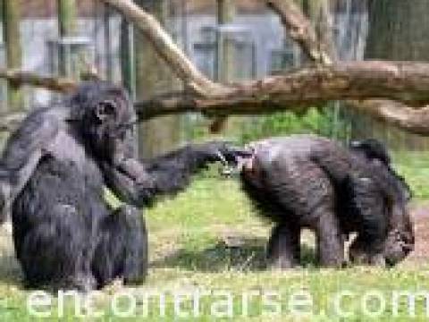 Numeros para pensar la porqueria que es nuestra especie.