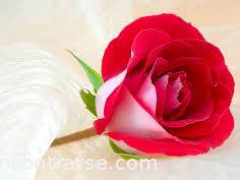 una Rosa.....