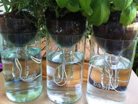 Mis plantas