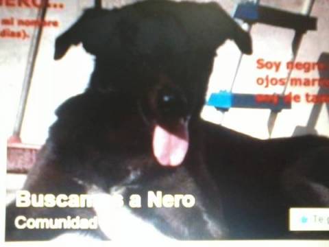 BUSCAMOS A NERO