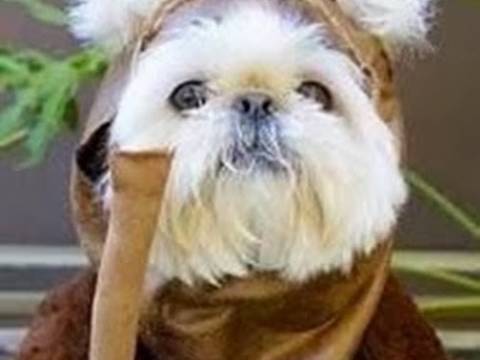 CONFUCIO