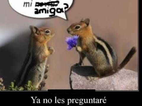 AMIGA