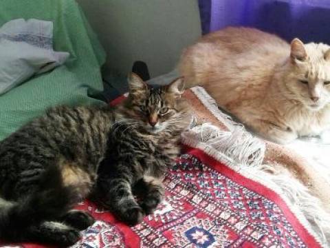 LAS Y MIS MASCOTAS