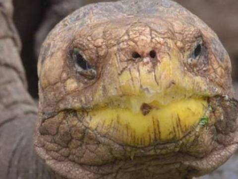 " Diego, la tortuga mas famosa del mundo"