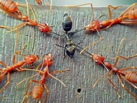 ¡Asi No Hay Grieta!