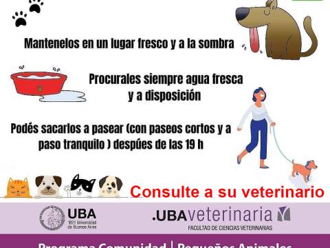 GOLPE de CALOR - Cuidado de nuestras mascotas