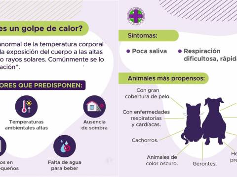 GOLPE de CALOR ¡Cuidemos a nuestras mascotas!