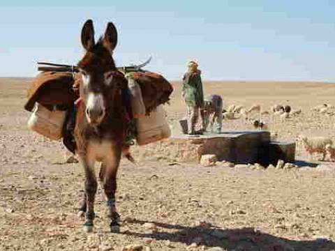 EL VIEJO, EL NIÑO Y EL BURRO. FABULA