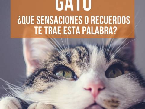 GATO ¿Qué sensaciones y recuerdos te trae esta palabra?