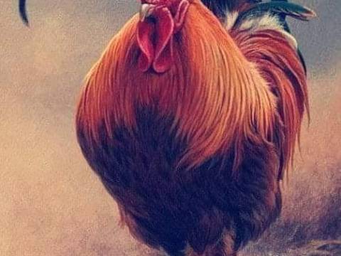SIETE COSAS QUE APRENDER DEL GALLO: