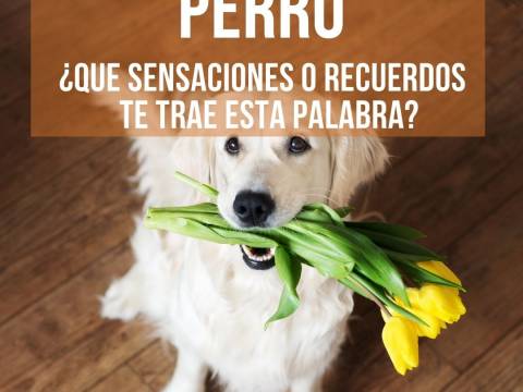 PERRO ¿Qué sensaciones, y recuerdos te trae esta palabra?