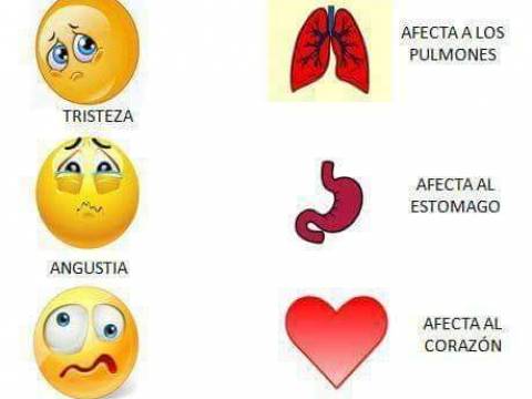 LAS EMOCIONES Y NUESTROS ORGANOS