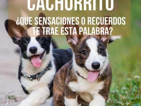 CACHORRITO ¿Qué sensaciones, pensamientos ó recuerdos te tra