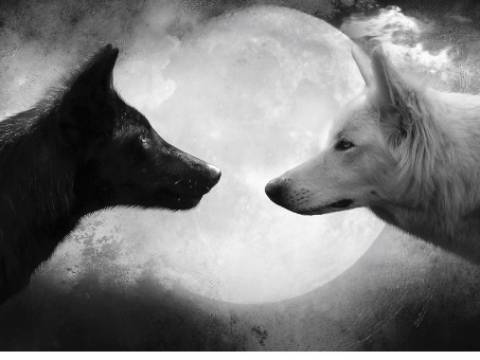 HAY DOS LOBOS