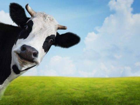 La vaca no da leche(Cuento con Moraleja)
