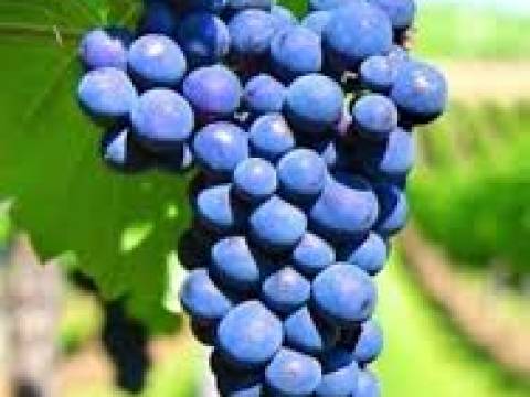 POR QUE SE CELEBRA EL 17 DE ABRIL EL DÍA DEL MALBEC