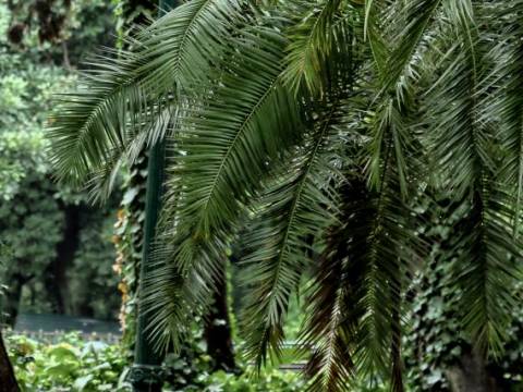 PALMERAL, JARDÍN BOTÁNICO, CABA