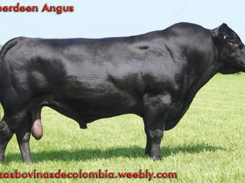 ABERDEEN ANGUS/ANGUS/ANGUS NEGRO
