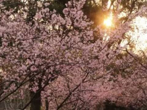 SAKURA EN FLOR