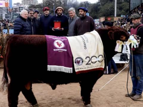 SHORTHORN CHASCOMUS SILVESTRE
