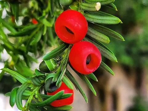EL ARBOL DE LA ETERNIDAD