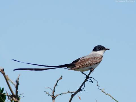 VUELO