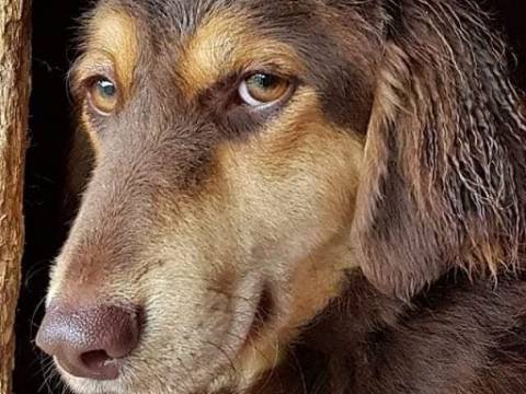La lección del perro (traducido del portugués) Desconozco au