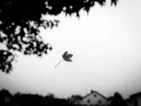Desapareciendo