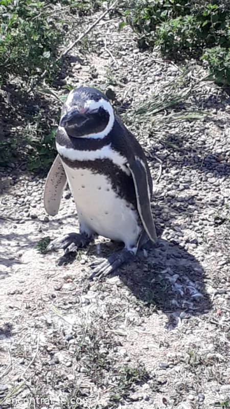 Encuentros Grupales (21/10/2022) :   ME ACOMPAÑAS EN OCTUBRE AL SUR  PENINSULA DE VALDES Y DISFRUTAR DEL AVISTAJE DE BALLENAS?????