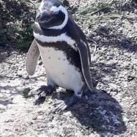 Encuentro 26287 : ME ACOMPAÑAS EN OCTUBRE AL SUR  PENINSULA DE VALDES Y DISFRUTAR DEL AVISTAJE DE BALLENAS?????