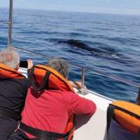 Encuentro 26287 : ME ACOMPAÑAS EN OCTUBRE AL SUR  PENINSULA DE VALDES Y DISFRUTAR DEL AVISTAJE DE BALLENAS?????