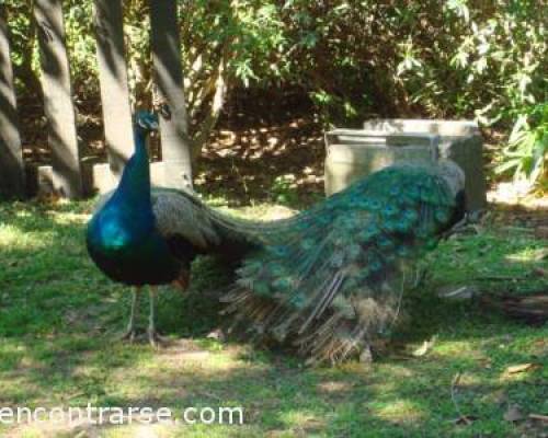 5554 11 LOS PAVOS REALES CON SU COLORIDO