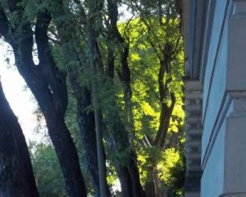 8112 8 VILLA DEVOTO POR LA JONES Un Jardín en Buenos Aires 