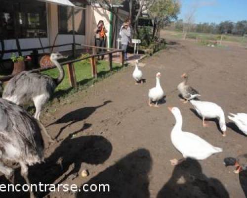 10284 10 DIA DE CAMPO EN LA PEQUEÑA HOLANDA