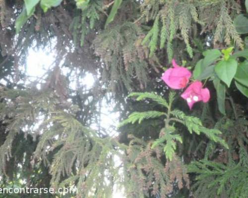 11390 13 VILLA DEVOTO POR LA JONES Un Jardín en Buenos Aires  