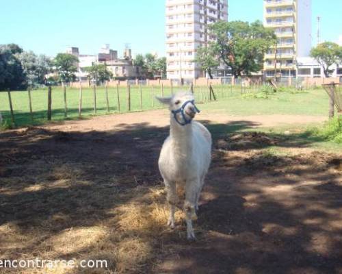 11889 13 Sabado Caminata en Agronomia!!!